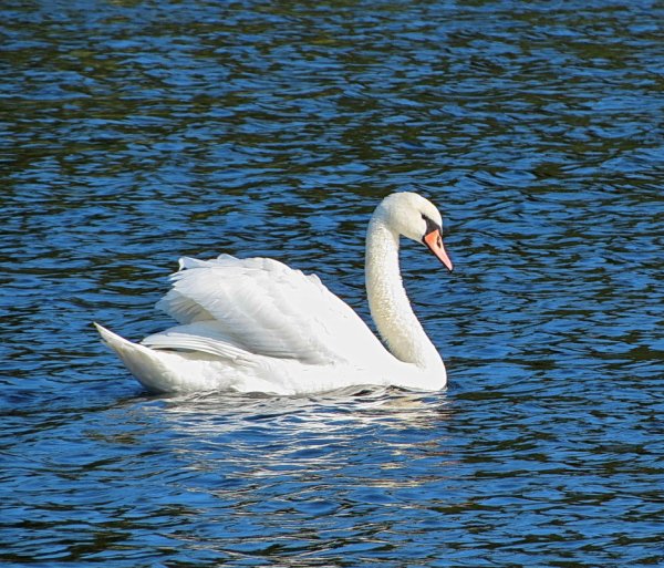 Лебедь плавает