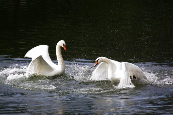 Лебеди в дикой природе