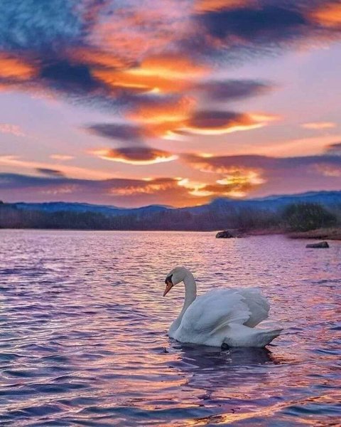 Закат на озере лебедями