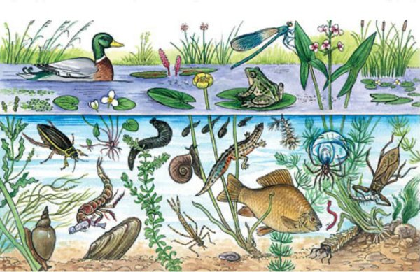 Биоценоз реки