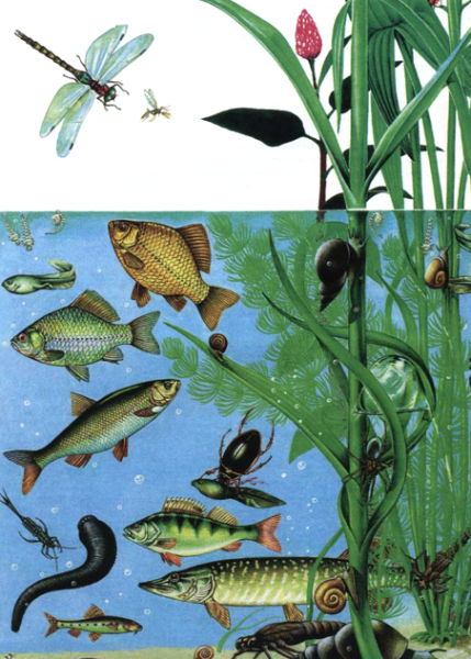 Экосистема пресноводного водоема