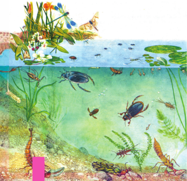 Обитатели водоемов