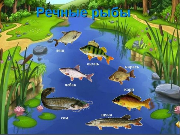Обитатели рек и озер для детей