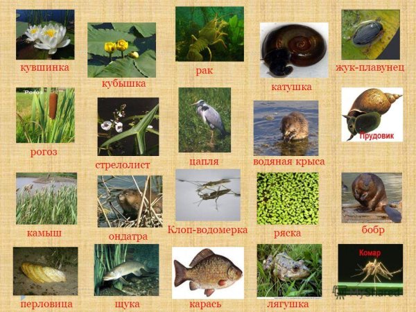 Обитатели водоемов