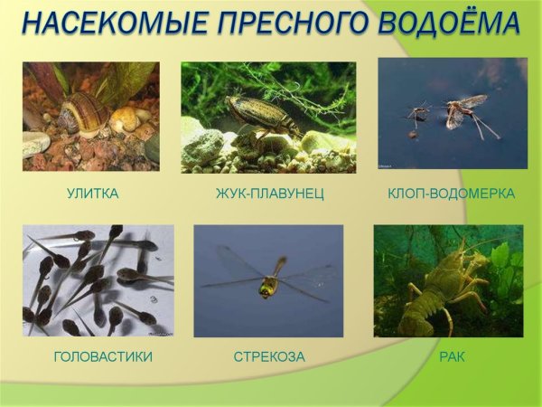 Обитатели пресных вод