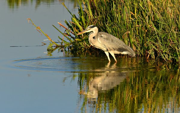 Индийская Прудовая цапля