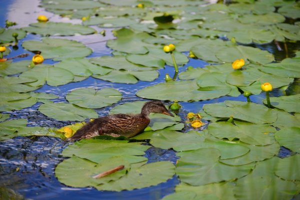Животные водоемов