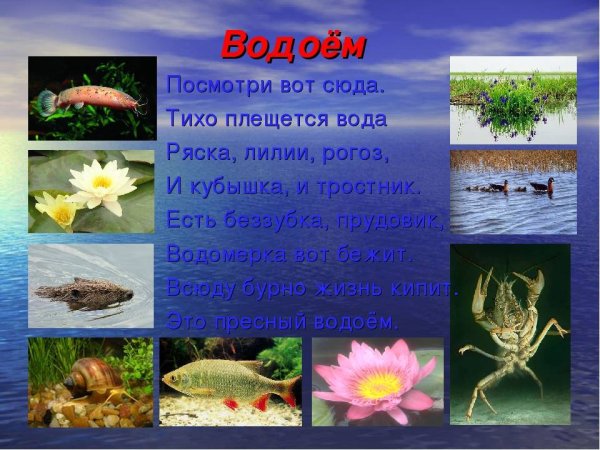 Обитатели водоемов