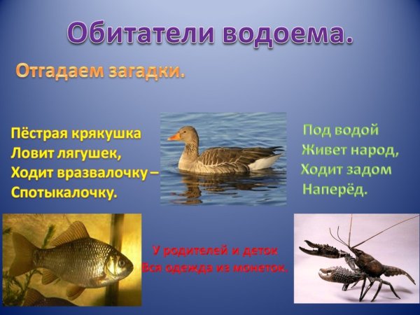 Обитатели пресных водоемов