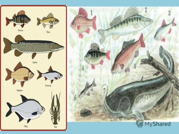 Обитатели водоемов