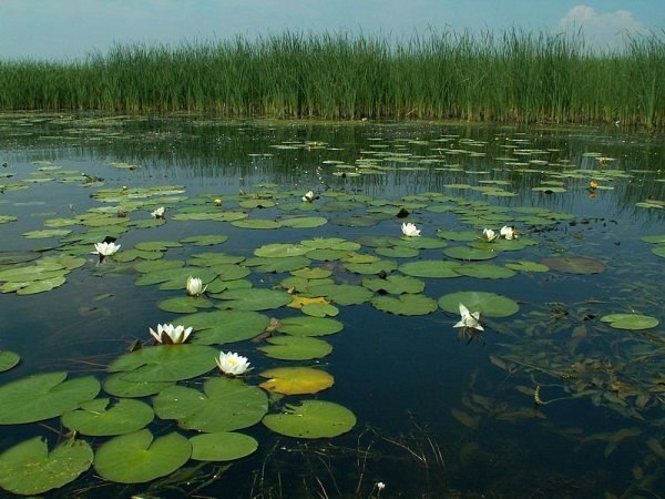 Растения реки Клязьма