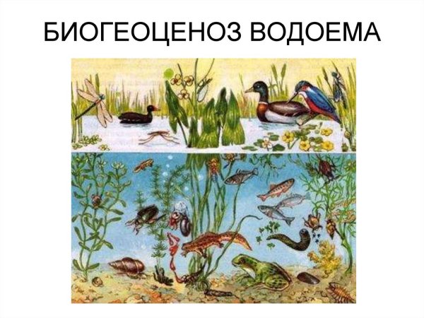 Биогеоценоз пресного водоема Прибрежная зона