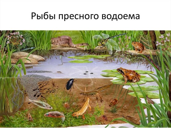 Обитатели водоемов для детей