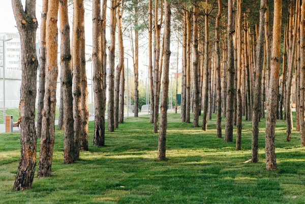 Город Альметьевск парк здоровья