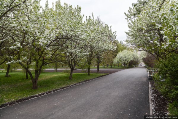 Парк Чкалова Екатеринбург яблони