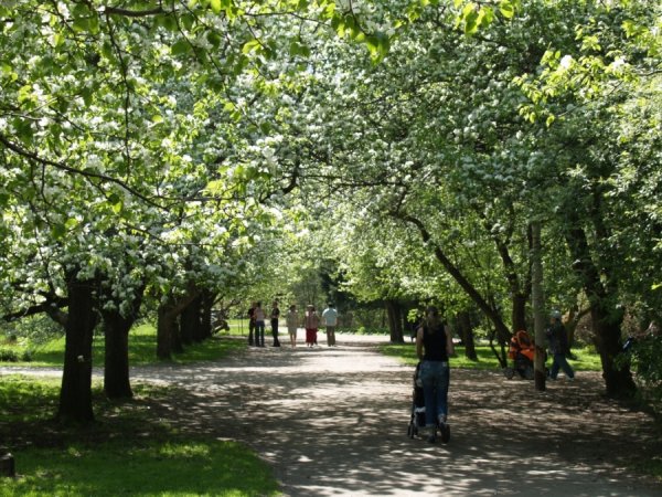 Парк Екатеринбург яблони