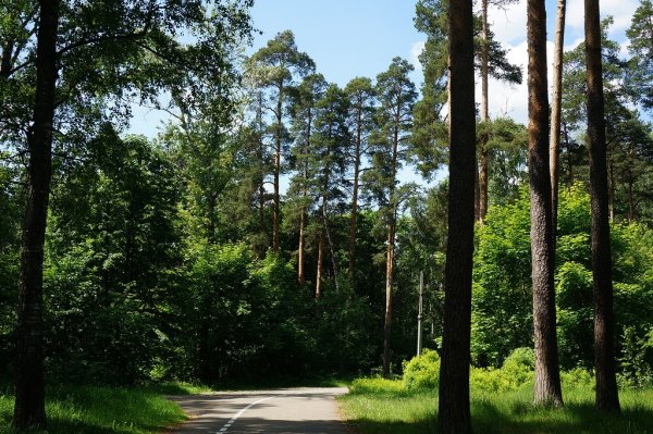 Парк Степаново Иваново
