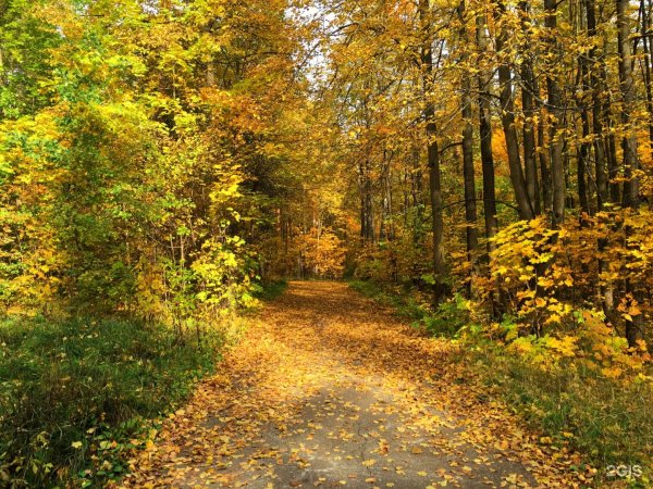 Парк Степаново Иваново