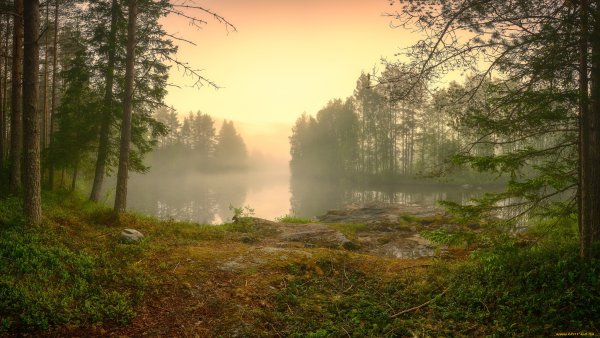 Утренний туман в лесу