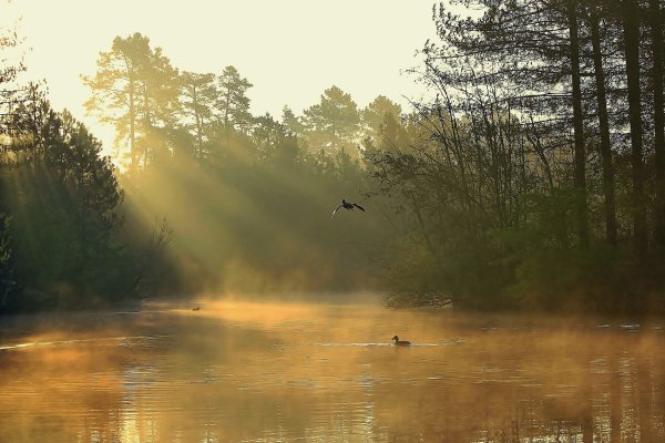 Утренний туман