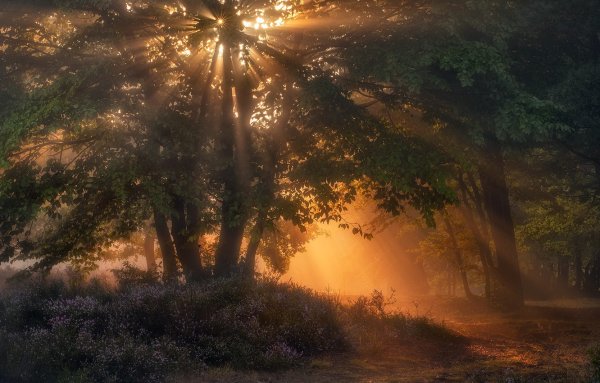 Утро парк Луч солнца