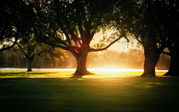 Дерево под солнцем