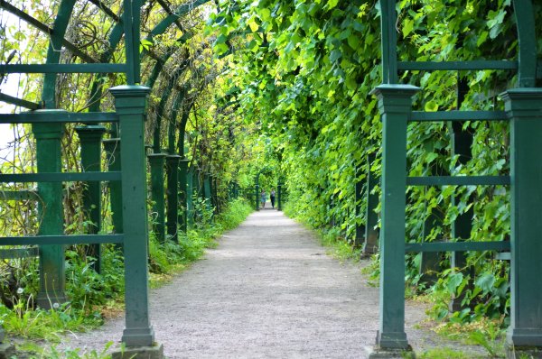 Петергоф Нижний парк аллеи