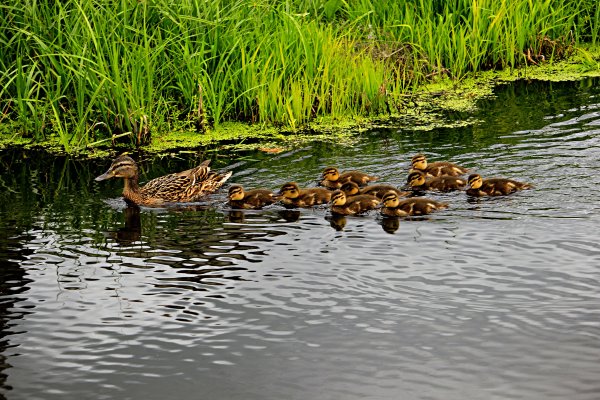 Утиное озеро