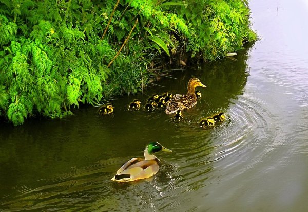 Красивое озеро с утками