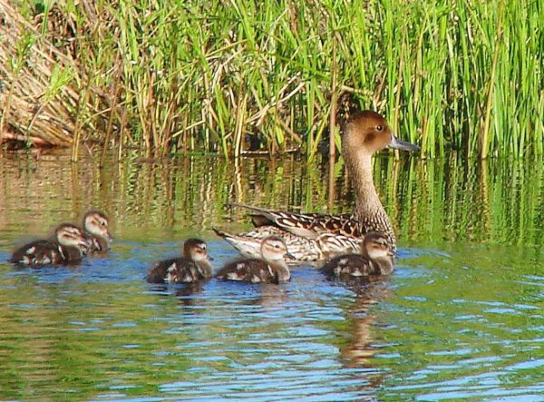Утки в пруду