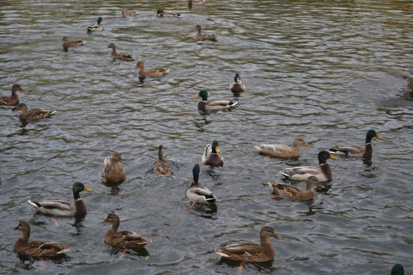Водоем с утками