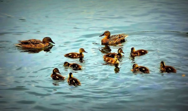 Уточки в пруду