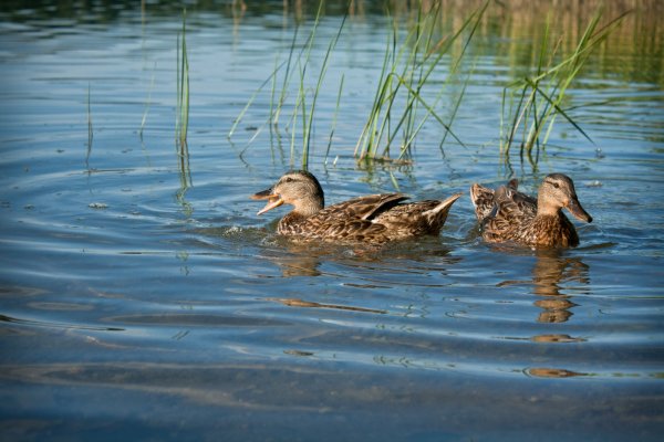 Утки на озере