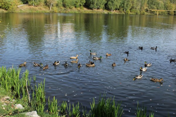 Уточки в пруду
