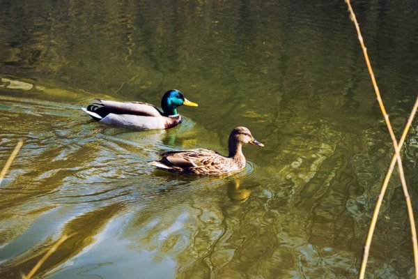 Водоплавающие птицы в Измайлово