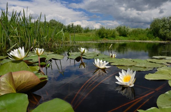 Озеро белых лилий Пушкинский район