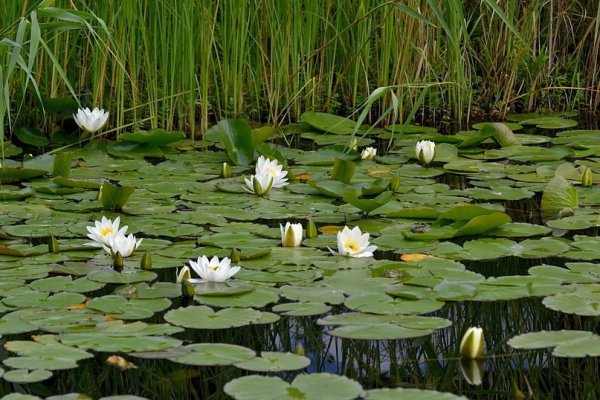 Кувшинка белая Болотная