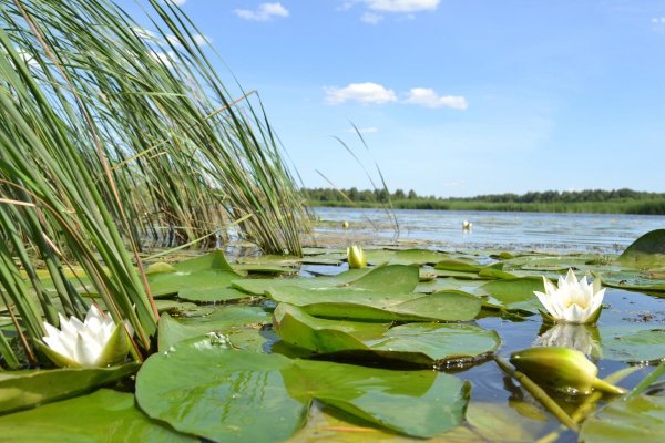 Река Кубань желтые кувшинки
