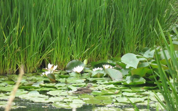 Кубышка камыш тростник