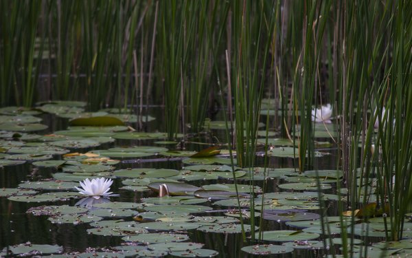 Камыш рогоз кувшинки