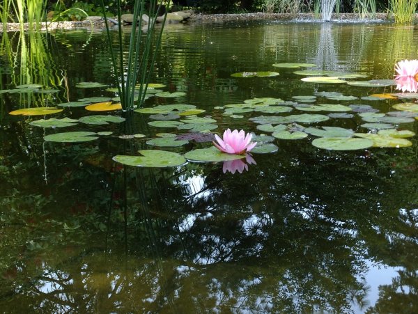 Озеро Селигер кувшинки