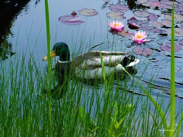 Озеро с камышом и утками