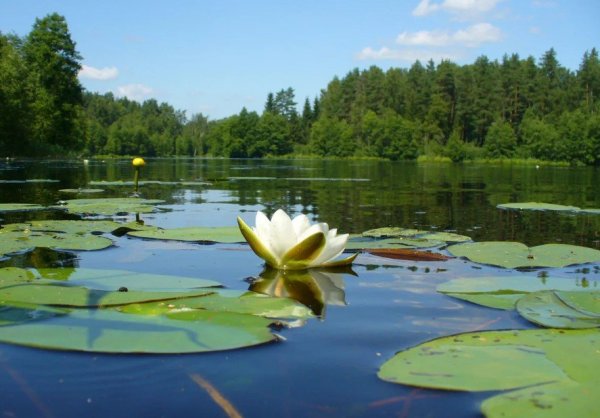 Памятник природы «Петровский пруд»