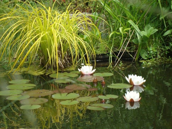 Пруд стрелолист нимфея