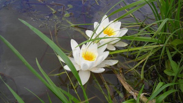 Кубышка Болотная