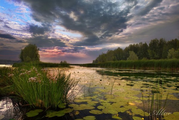 Озеро с камышами