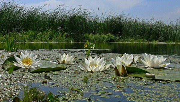 Воложка кувшинки