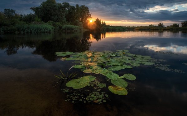 Вечер озеро кувшинка