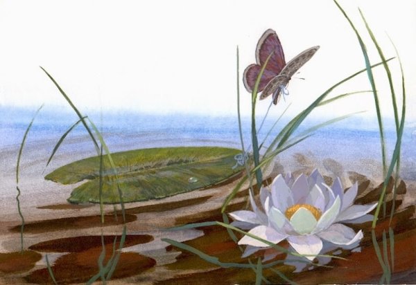 Дюймовочка Лотос Андерсен