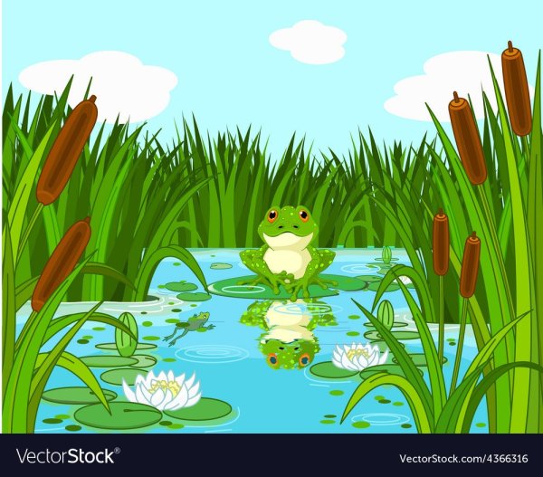 Лягушка в камышах